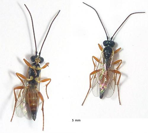 Diplazontinae