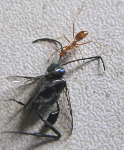 Evania appendigaster