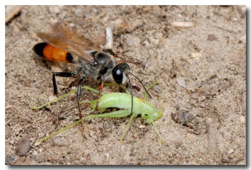 Sphex funerarius