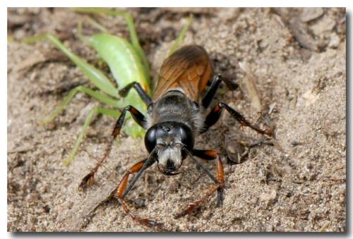 Sphex funerarius