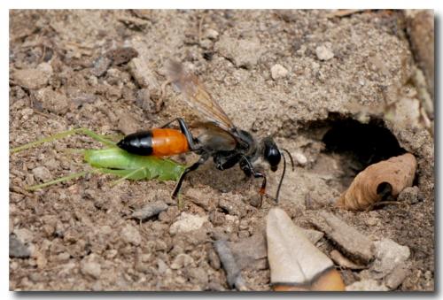 Réf. 76 952 : Sphex funerarius