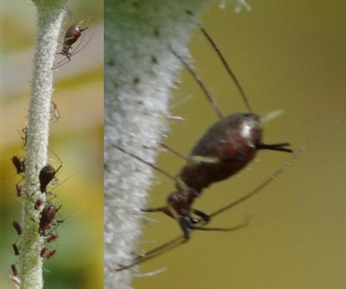 Uroleucon sp.