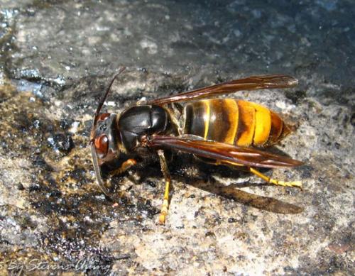 Vespa velutina