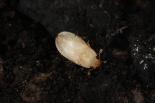 Réf. 76 126 : Biphyllus lunatus