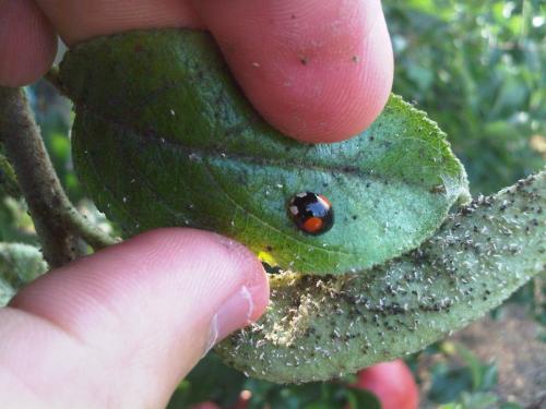 Harmonia axyridis