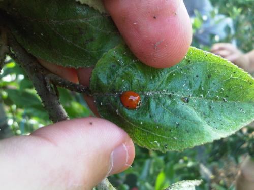 Harmonia axyridis
