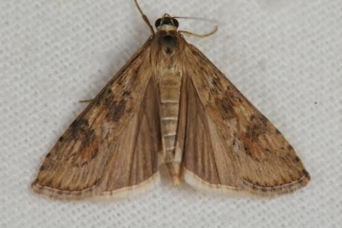 Nomophila noctuella