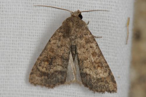 Réf. 76 175 : Caradrina morpheus
