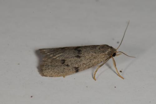Apaidia mesogona
