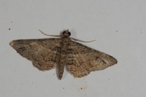 Gymnoscelis rufifasciata