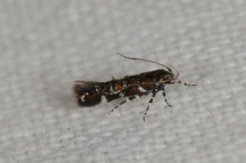 Vulcaniella pomposella