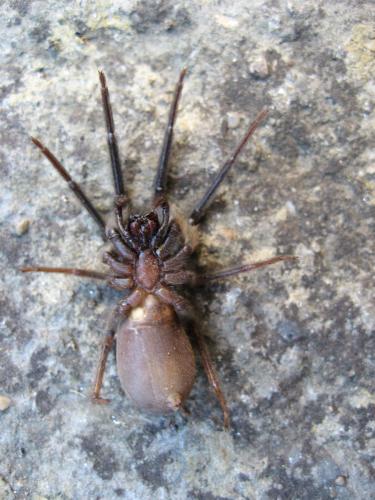 Segestria florentina