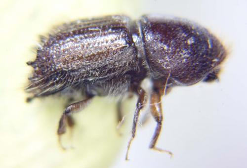 Réf. 76 525 : Ips typographus
