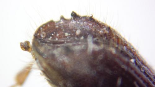 Réf. 76 630 : Ips typographus