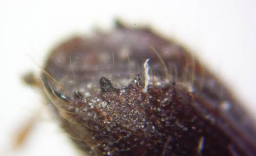 Ips typographus