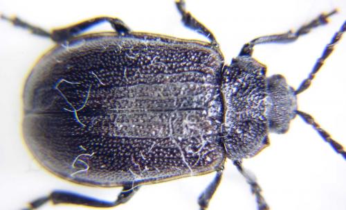 Réf. 76 603 : Galeruca pomonae