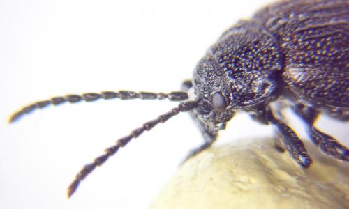 Galeruca pomonae