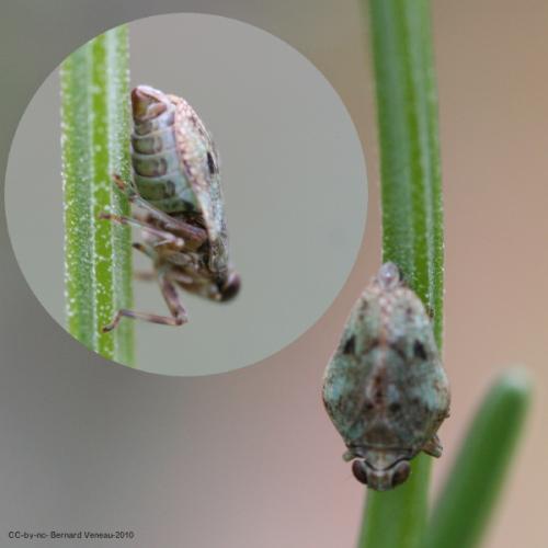 Réf. 76 202 : Issus sp.