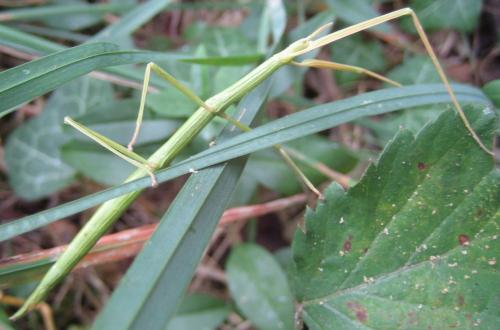 Clonopsis gallica