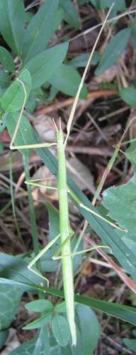 Clonopsis gallica