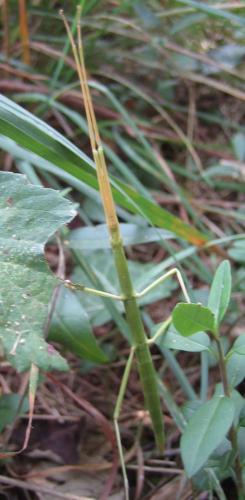 Clonopsis gallica