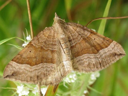 Réf. 76 729 : Scotopteryx chenopodiata