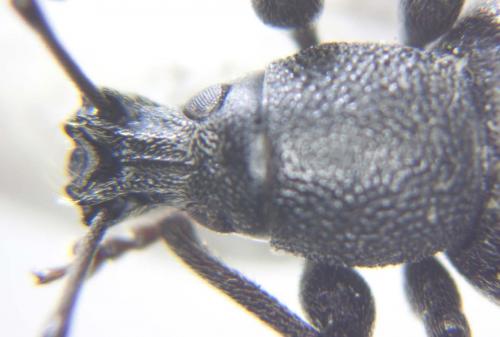 Otiorhynchus meridionalis