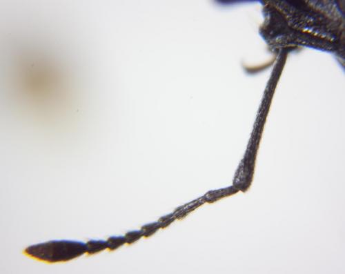 Otiorhynchus meridionalis