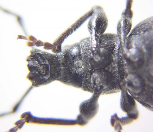 Otiorhynchus meridionalis