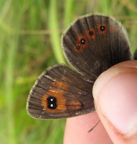 Erebia rondoui