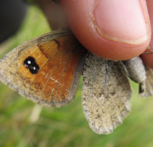 Réf. 76 422 : Erebia rondoui