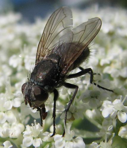 Pollenia sp.