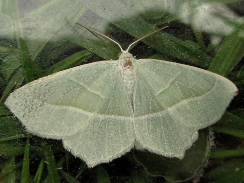 Campaea margaritaria