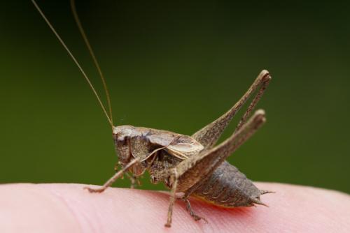 Réf. 76 168 : Pholidoptera griseoaptera