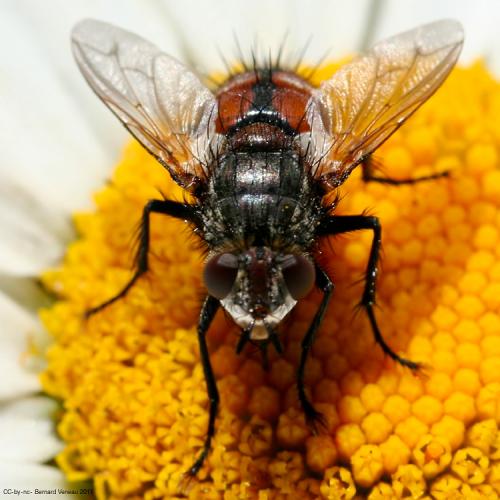Peleteria rubescens