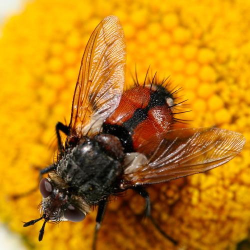 Réf. 76 203 : Peleteria rubescens