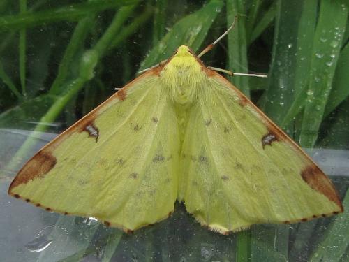 Opisthograptis luteolata