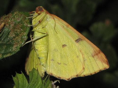 Réf. 76 265 : Opisthograptis luteolata