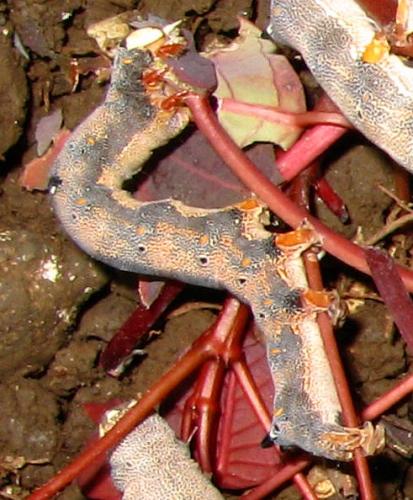 Réf. 76 337 : Achaea oedipodina