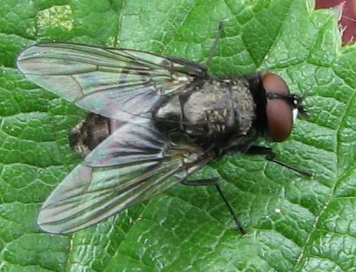 Hydrotaea dentipes
