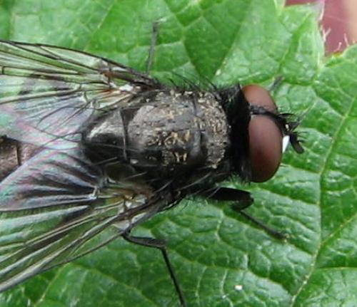 Hydrotaea dentipes