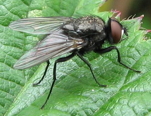 Hydrotaea dentipes