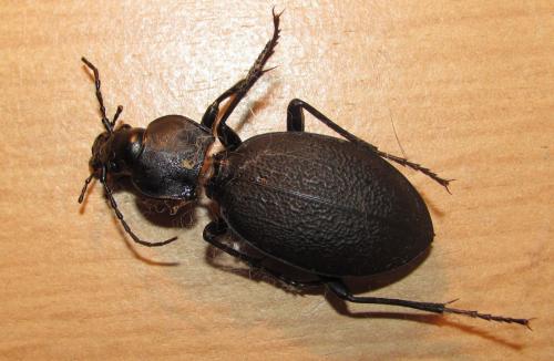Carabus coriaceus
