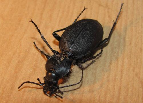 Carabus coriaceus