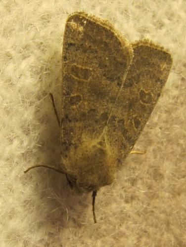 Hoplodrina ambigua