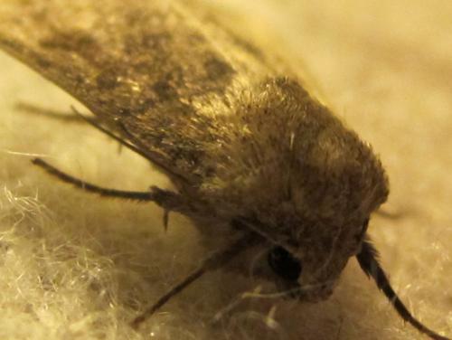 Hoplodrina ambigua
