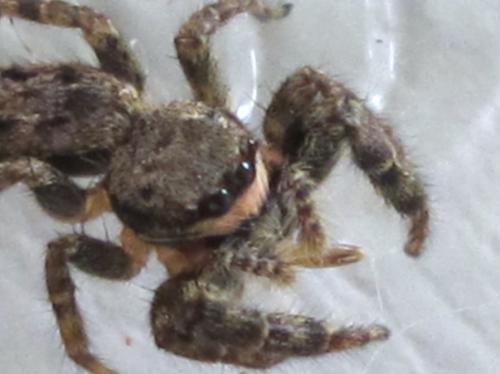 Marpissa muscosa