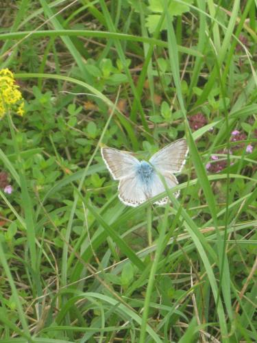 Polyommatus coridon