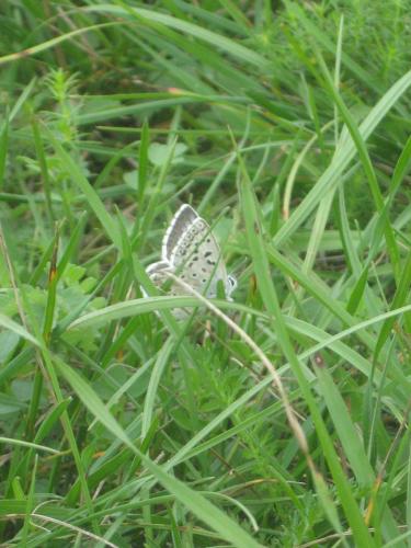 Polyommatus coridon