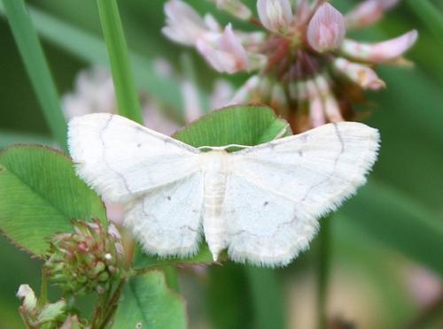 Idaea politaria